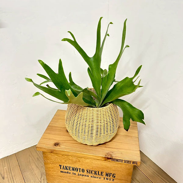 ビカクシダ(コウモリラン):ネザーランド5号鉢入り ラタン風鉢カバー・受け皿付き(ジェミニバスケット:ナチュラルM)