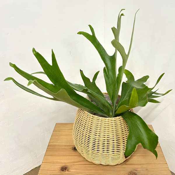 ビカクシダ(コウモリラン):ネザーランド5号鉢入り ラタン風鉢カバー・受け皿付き(ジェミニバスケット:ナチュラルM)