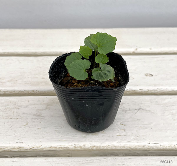 ゆりわさび（百合山葵）2芽植え2.5号ポット