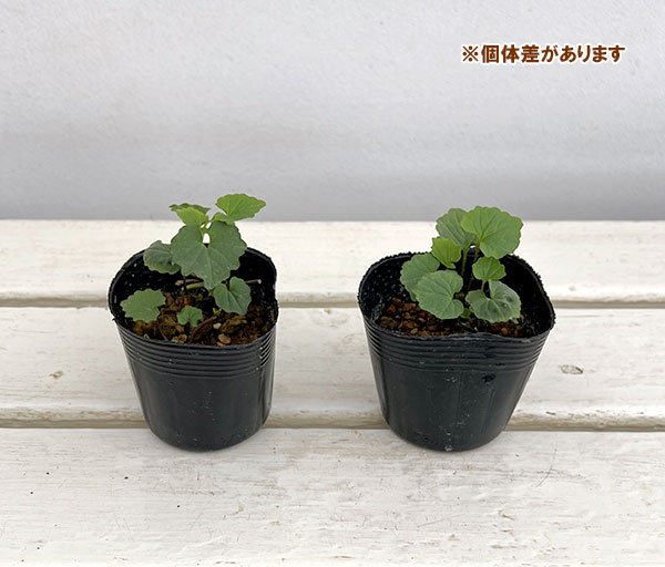 ゆりわさび（百合山葵）2芽植え2.5号ポット