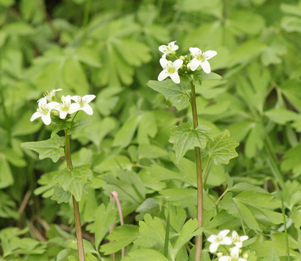 ゆりわさび（百合山葵）2芽植え2.5号ポット