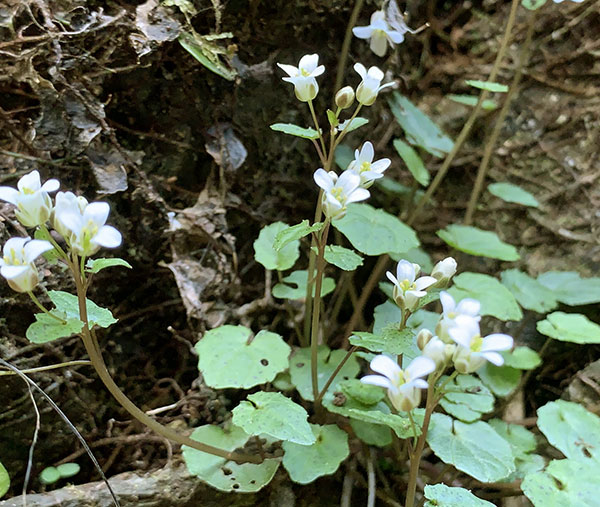ゆりわさび（百合山葵）2芽植え2.5号ポット