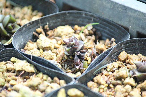 ゆりわさび（百合山葵）2芽植え2.5号ポット