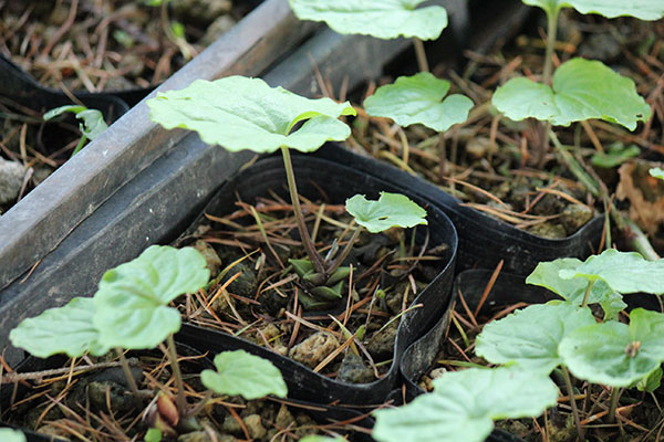 ゆりわさび（百合山葵）2芽植え2.5号ポット