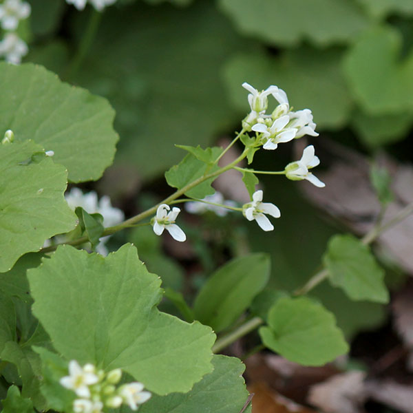 ゆりわさび（百合山葵）2芽植え2.5号ポット