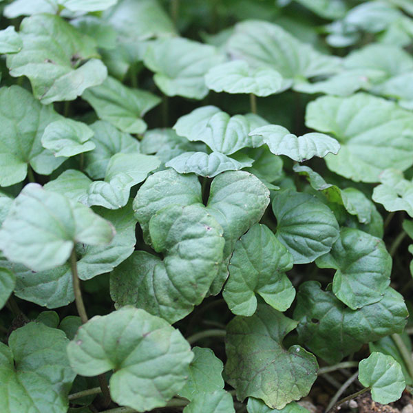 ゆりわさび（百合山葵）2芽植え2.5号ポット