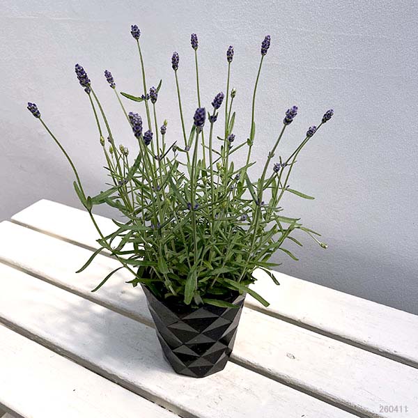 ラベンダー：ふらのぶるー4号鉢植え