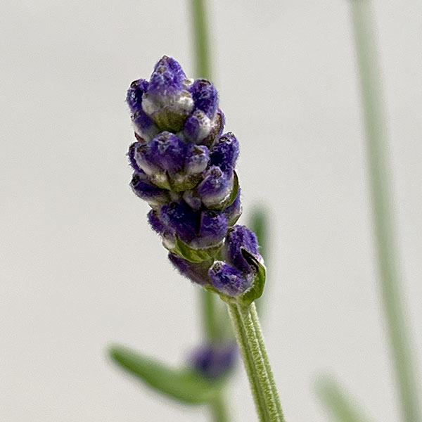 ラベンダー：ふらのぶるー4号鉢植え