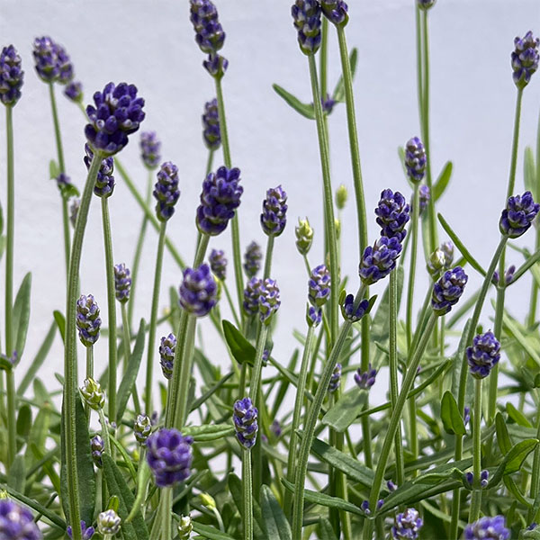 ラベンダー：ふらのぶるー4号鉢植え