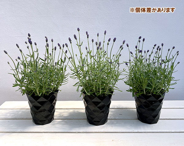 ラベンダー：ふらのぶるー4号鉢植え