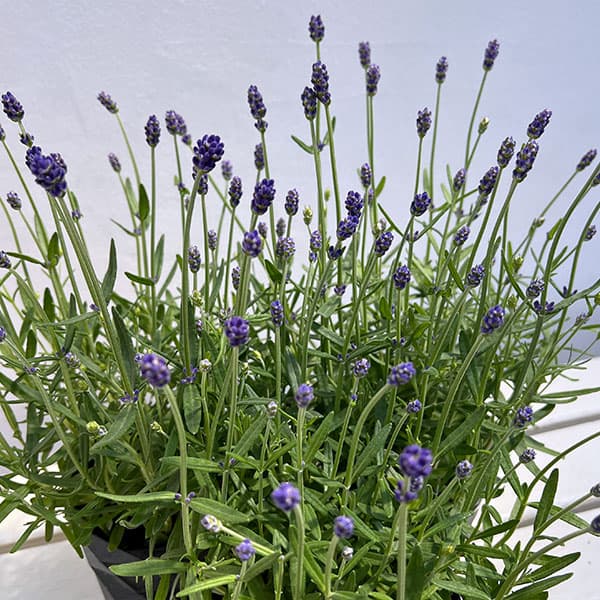 ラベンダー：ふらのぶるー4号鉢植え