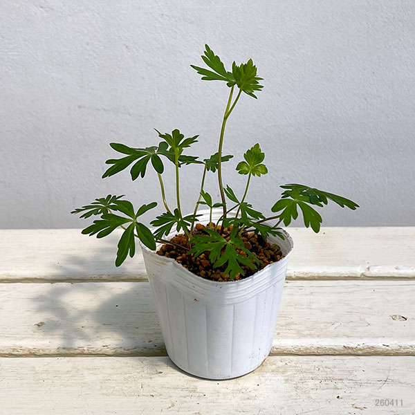 トリカブト（アコニタム）：ヤマトリカブト白花3号ポット