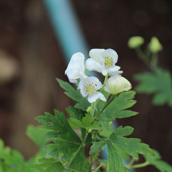 トリカブト（アコニタム）：ヤマトリカブト白花3号ポット