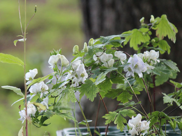 トリカブト（アコニタム）：ヤマトリカブト白花3号ポット