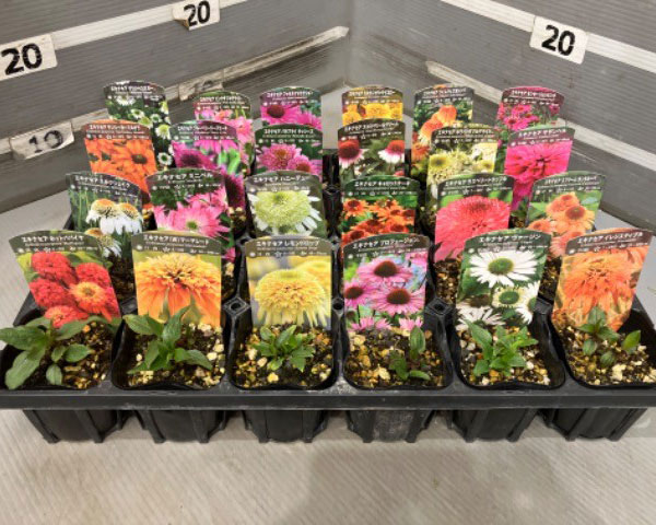 エキナセア：ホットパパイヤ3号ポット