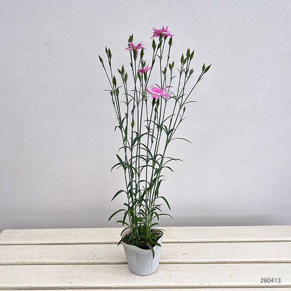 ダイアンサス：ロカブレンド3.5号ポット