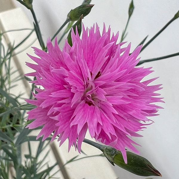 ダイアンサス：ロカブレンド3.5号ポット