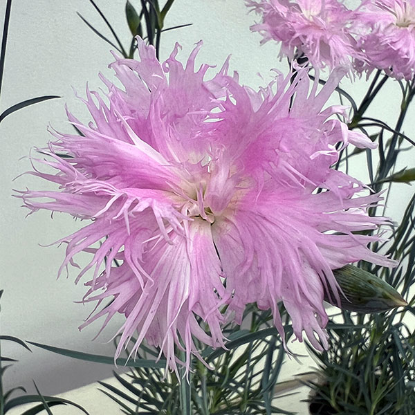 ダイアンサス：ロカブレンド3.5号ポット