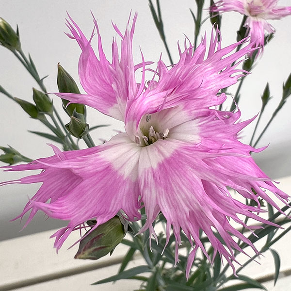 ダイアンサス：ロカブレンド3.5号ポット