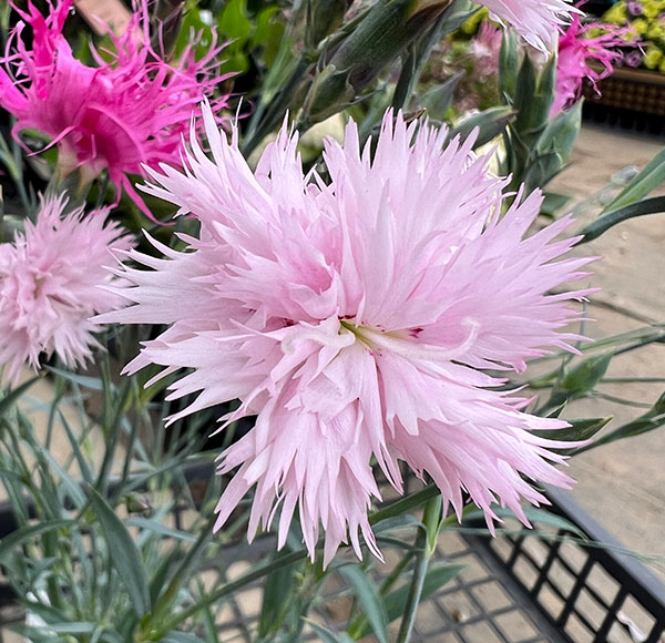 ダイアンサス：ロカブレンド3.5号ポット