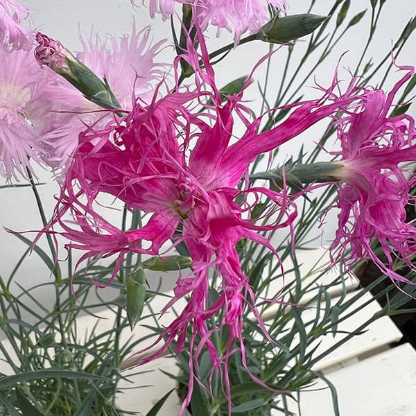 ダイアンサス：ロカブレンド3.5号ポット