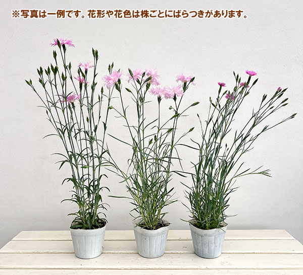 ダイアンサス：ロカブレンド3.5号ポット