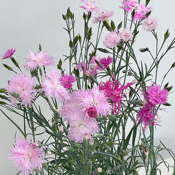 ダイアンサス：ロカブレンド3.5号ポット