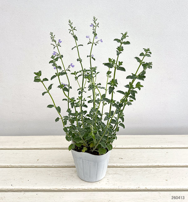 ネペタ（キャットミント）：カイミント　フジ3.5号ポット