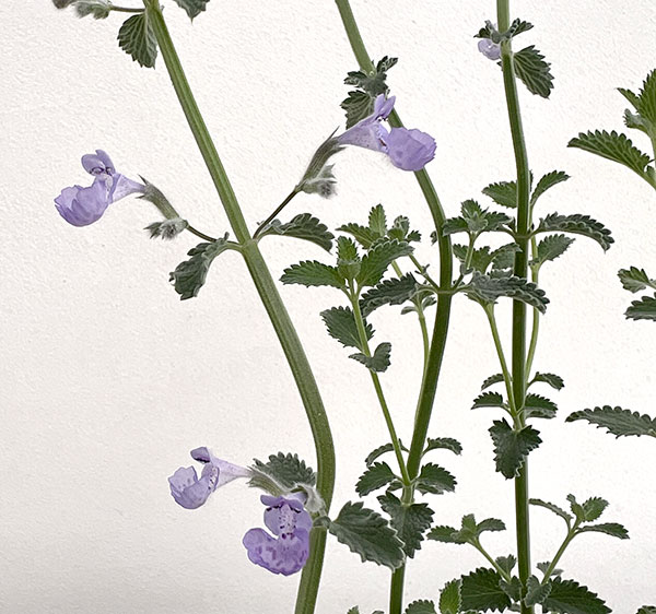 ネペタ（キャットミント）：カイミント　フジ3.5号ポット