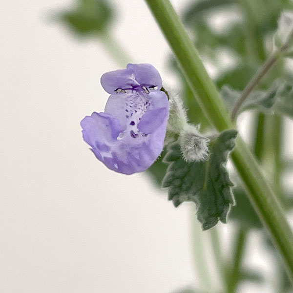 ネペタ（キャットミント）：カイミント　フジ3.5号ポット