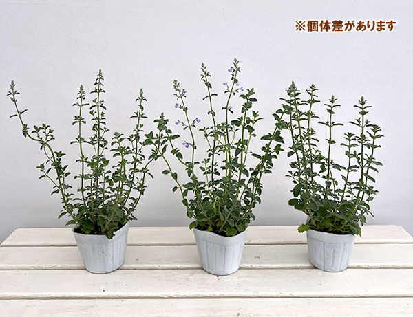 ネペタ（キャットミント）：カイミント　フジ3.5号ポット