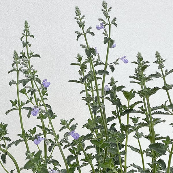 ネペタ（キャットミント）：カイミント　フジ3.5号ポット