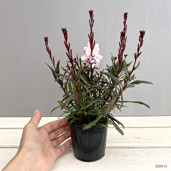 ガウラ（白蝶草）：こもも3号ポット