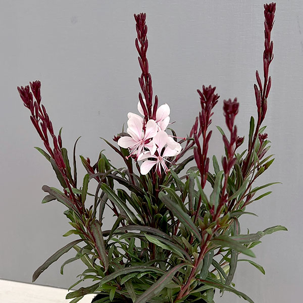 ガウラ（白蝶草）：こもも3号ポット