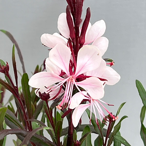 ガウラ（白蝶草）：こもも3号ポット