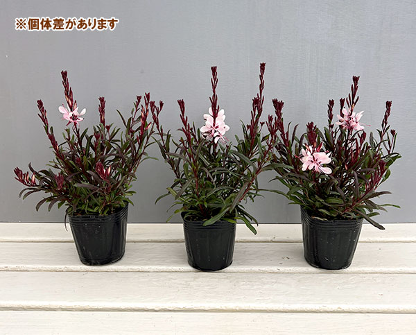 ガウラ（白蝶草）：こもも3号ポット