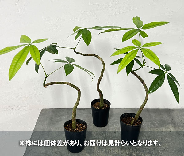 パキラ：グラブラ（実生苗・ラセン仕立て）　3号ポット[タネから育てたかわいいパキラ　観葉植物]