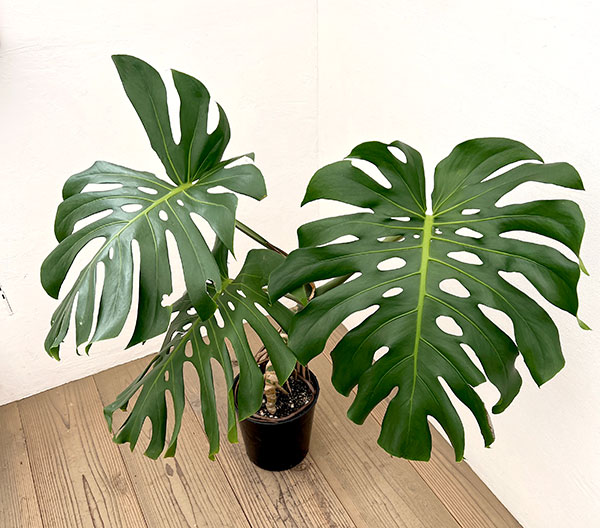 モンステラ：アダンソニー（幹上がり）　7号鉢植え*