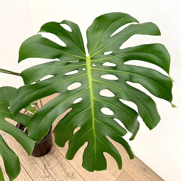 モンステラ：アダンソニー（幹上がり）　7号鉢植え*