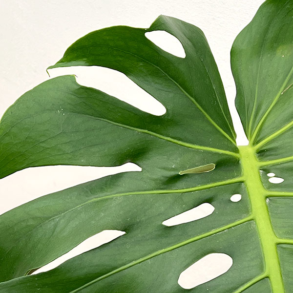 モンステラ：アダンソニー（幹上がり）　7号鉢植え*