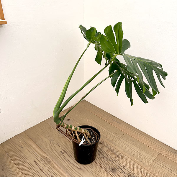 モンステラ：アダンソニー（幹上がり）　7号鉢植え*