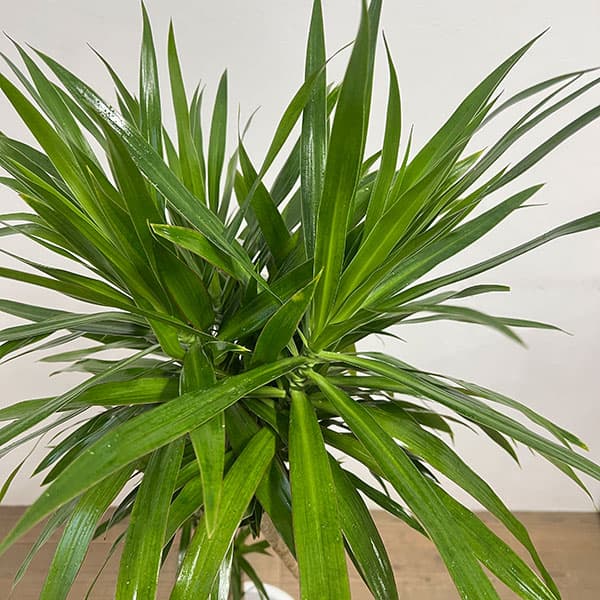 ドラセナ：ナビ―　8号鉢植え26-01