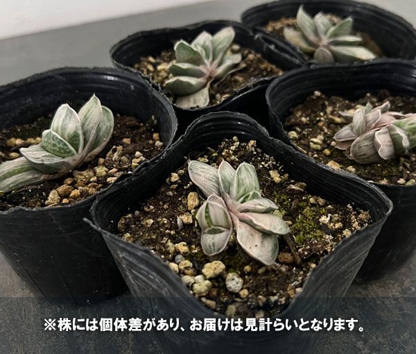 ガステリア：颯々ノ松　3号ポット*