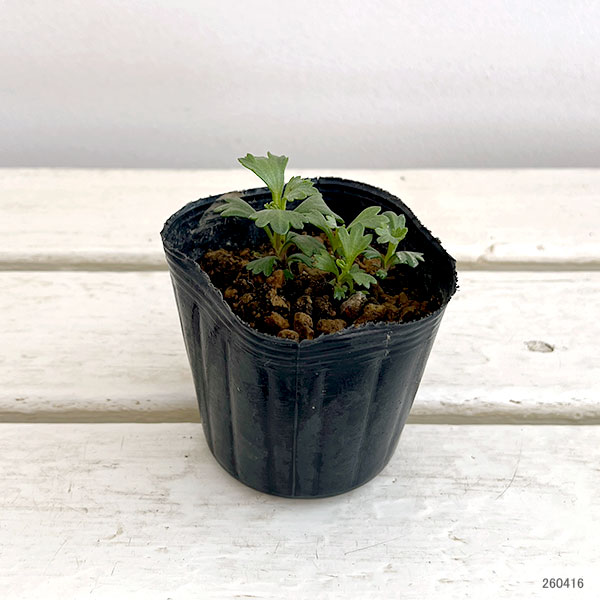 ノギク（野菊）：コハマギク（小浜菊）3芽植え3号ポット