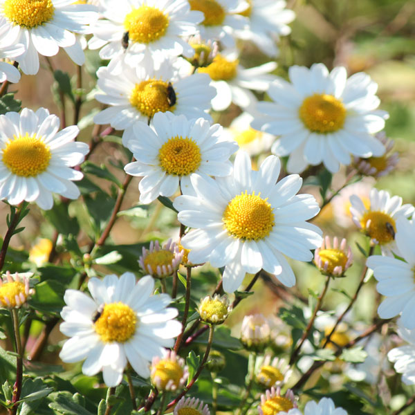 ノギク（野菊）：コハマギク（小浜菊）3芽植え3号ポット