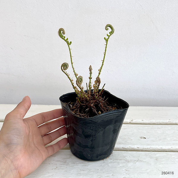 シダ：ジュウモンジシダ（十文字羊歯）3.5号ポット