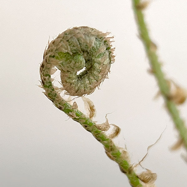 シダ：ジュウモンジシダ（十文字羊歯）3.5号ポット