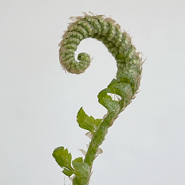 シダ：ジュウモンジシダ（十文字羊歯）3.5号ポット