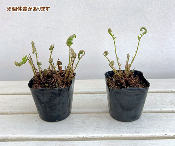 シダ：ジュウモンジシダ（十文字羊歯）3.5号ポット