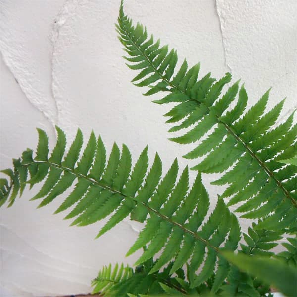 シダ：ジュウモンジシダ（十文字羊歯）3.5号ポット